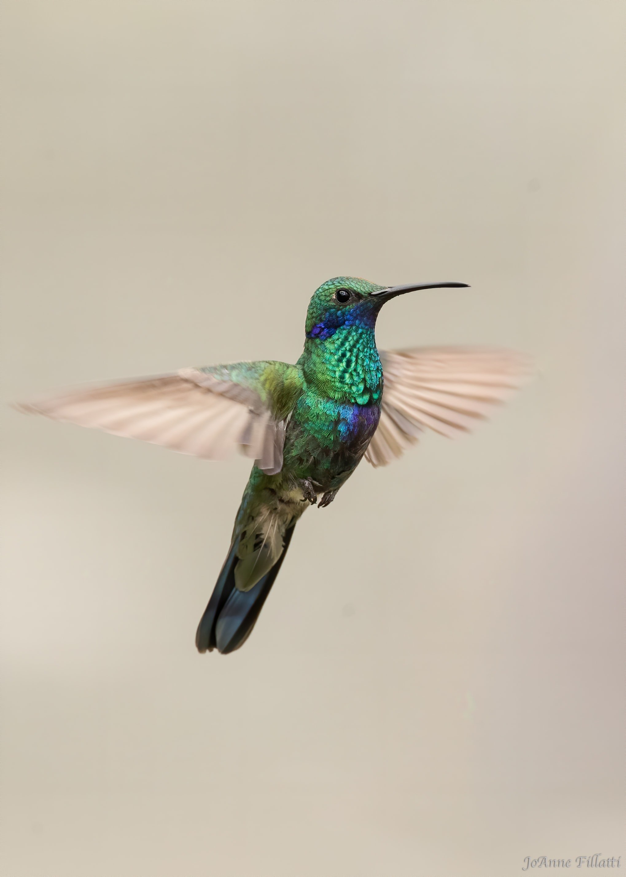 bird of colombia image 20